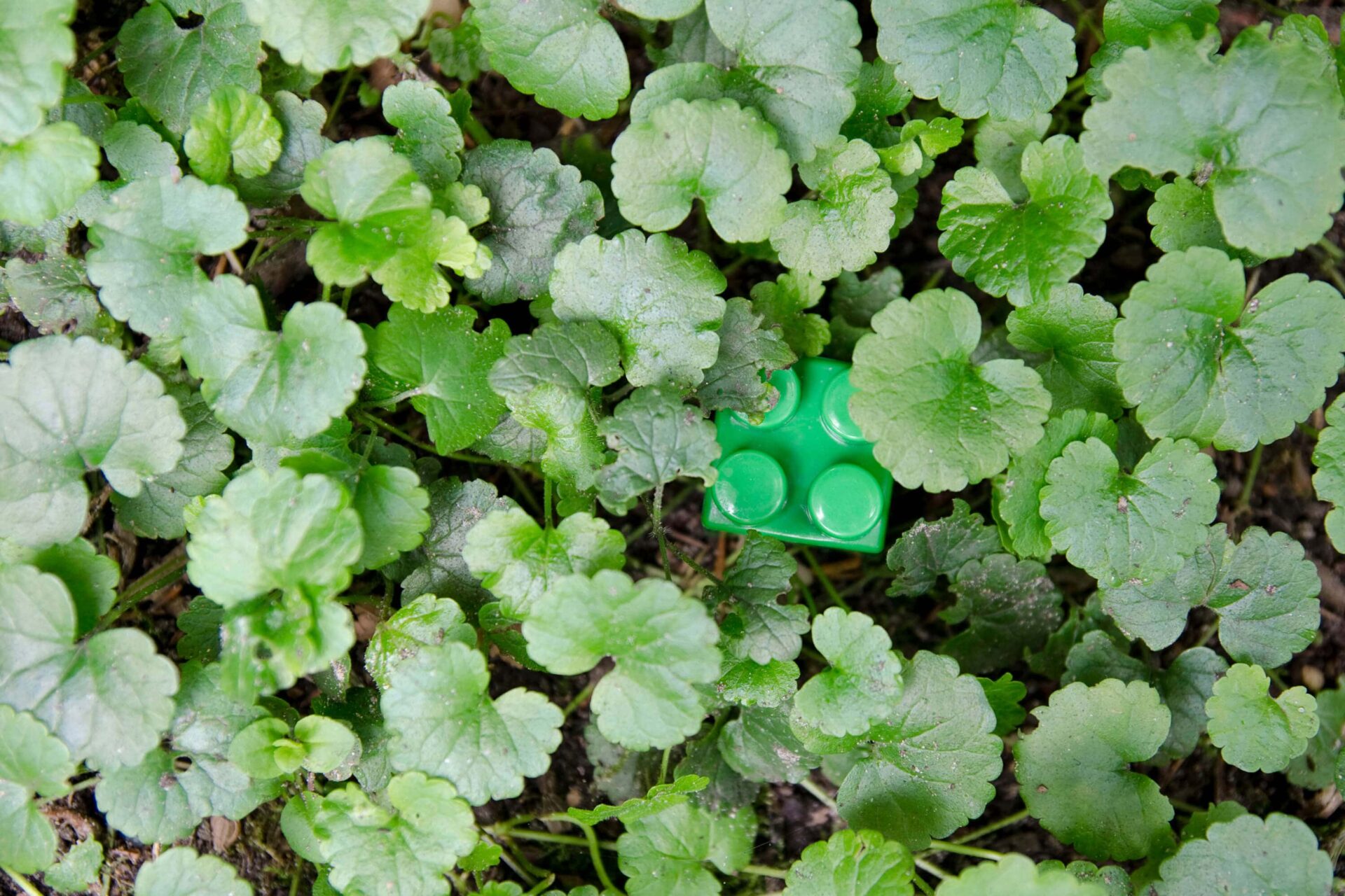 Photography of a found green plastic toy hidden between plants