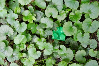 Photography of a found green plastic toy hidden between plants
