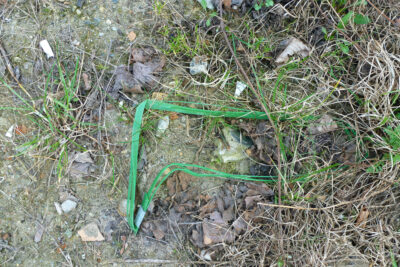 Photography of a found green object on the grass of a park