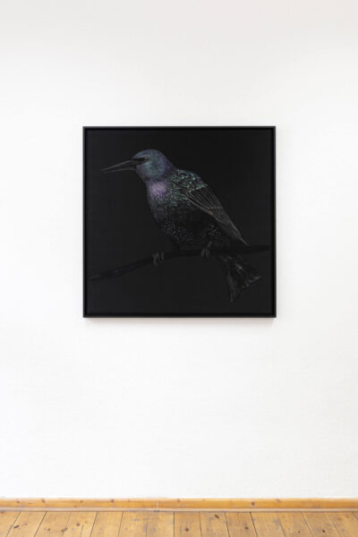 Black painting of a starling bird by artist Patricia Sandonis