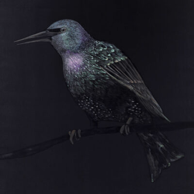 Black painting of a starling bird by artist Patricia Sandonis