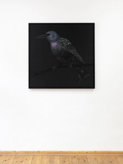 Black painting of a starling bird by artist Patricia Sandonis